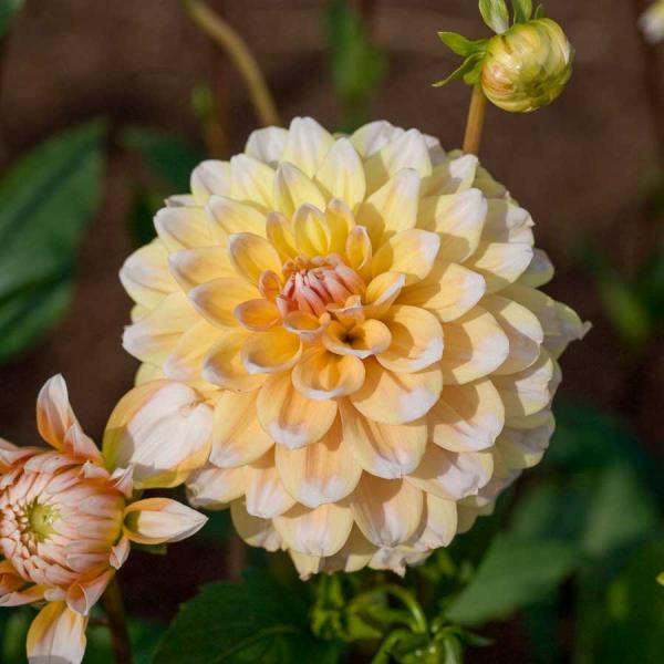 Bulbes à fleurs à planter au printemps - Dahlia Décoratif Seattle (x1) - face recto